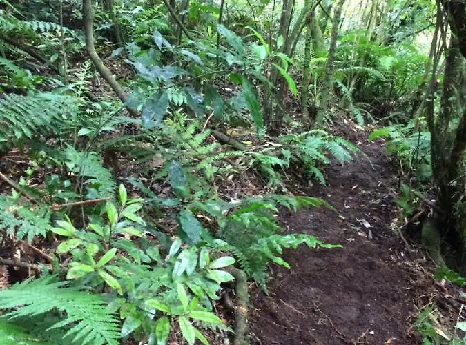 Tui Glen