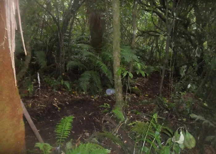 Tui Glen