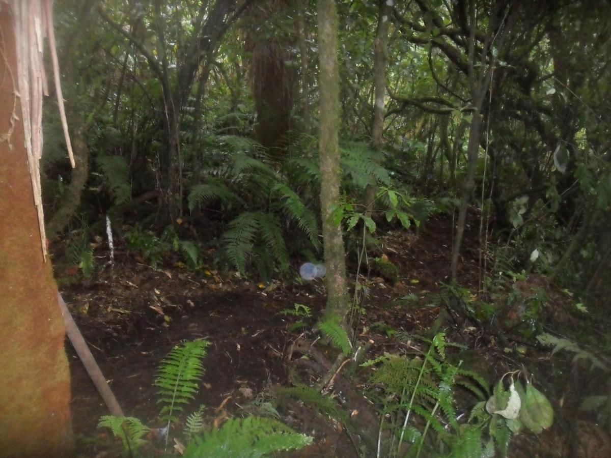 Tui Glen * Raurimu